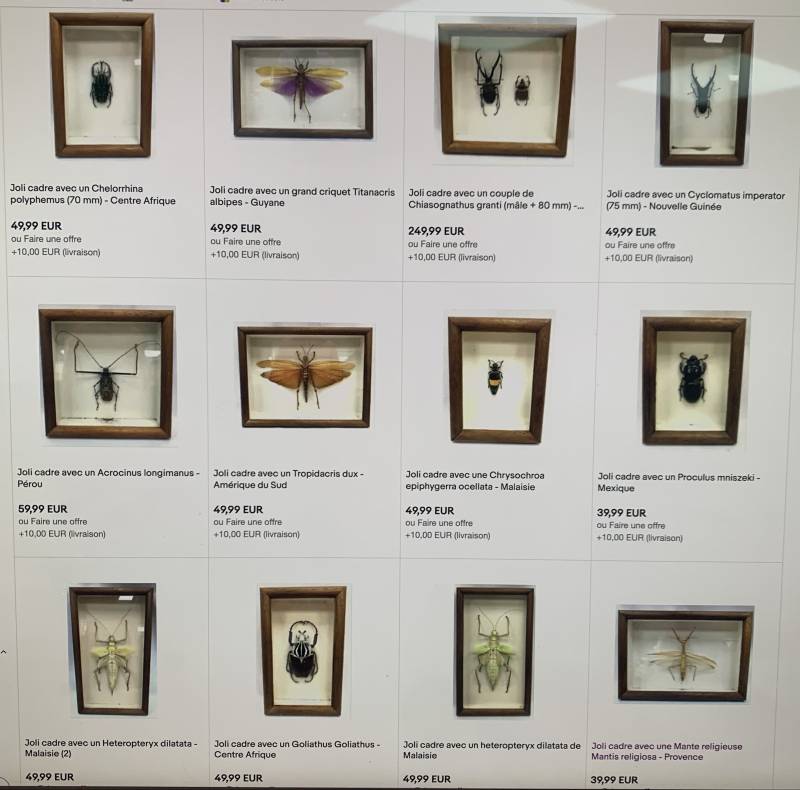 collection d'insectes