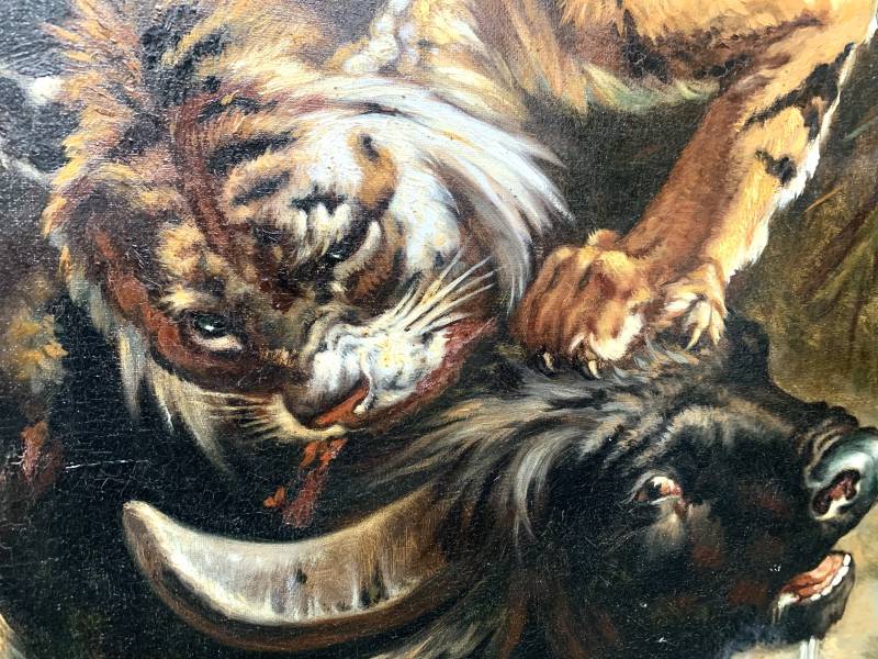 Buffle surpris par un tigre