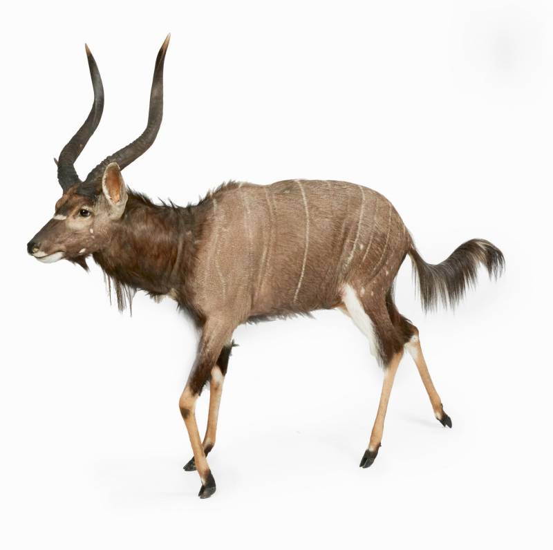 NYALA - palombo