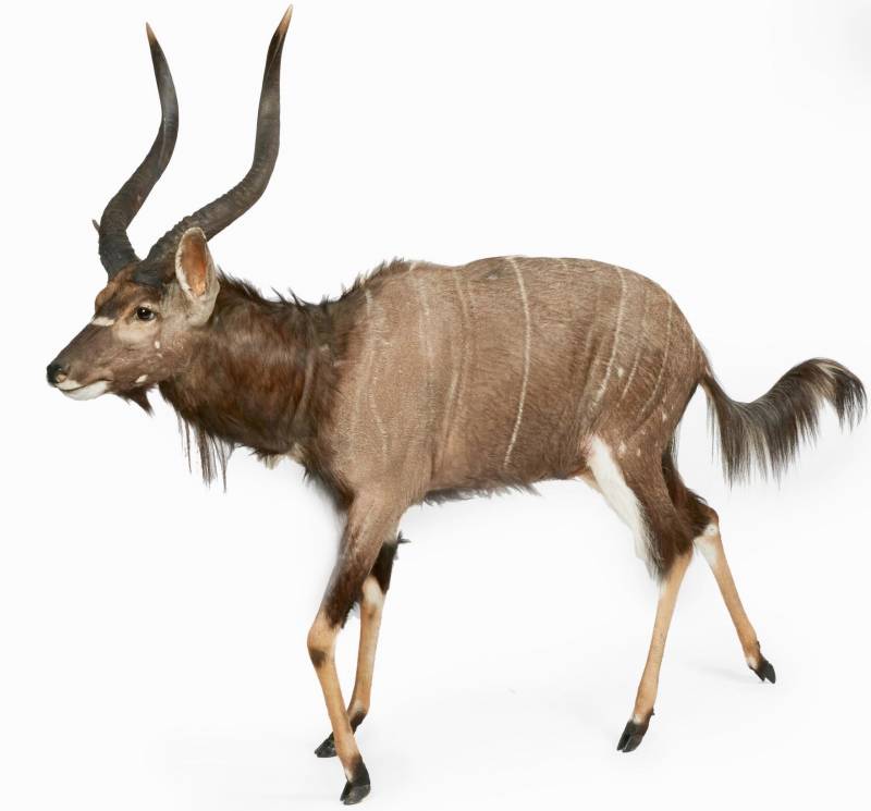 NYALA - palombo